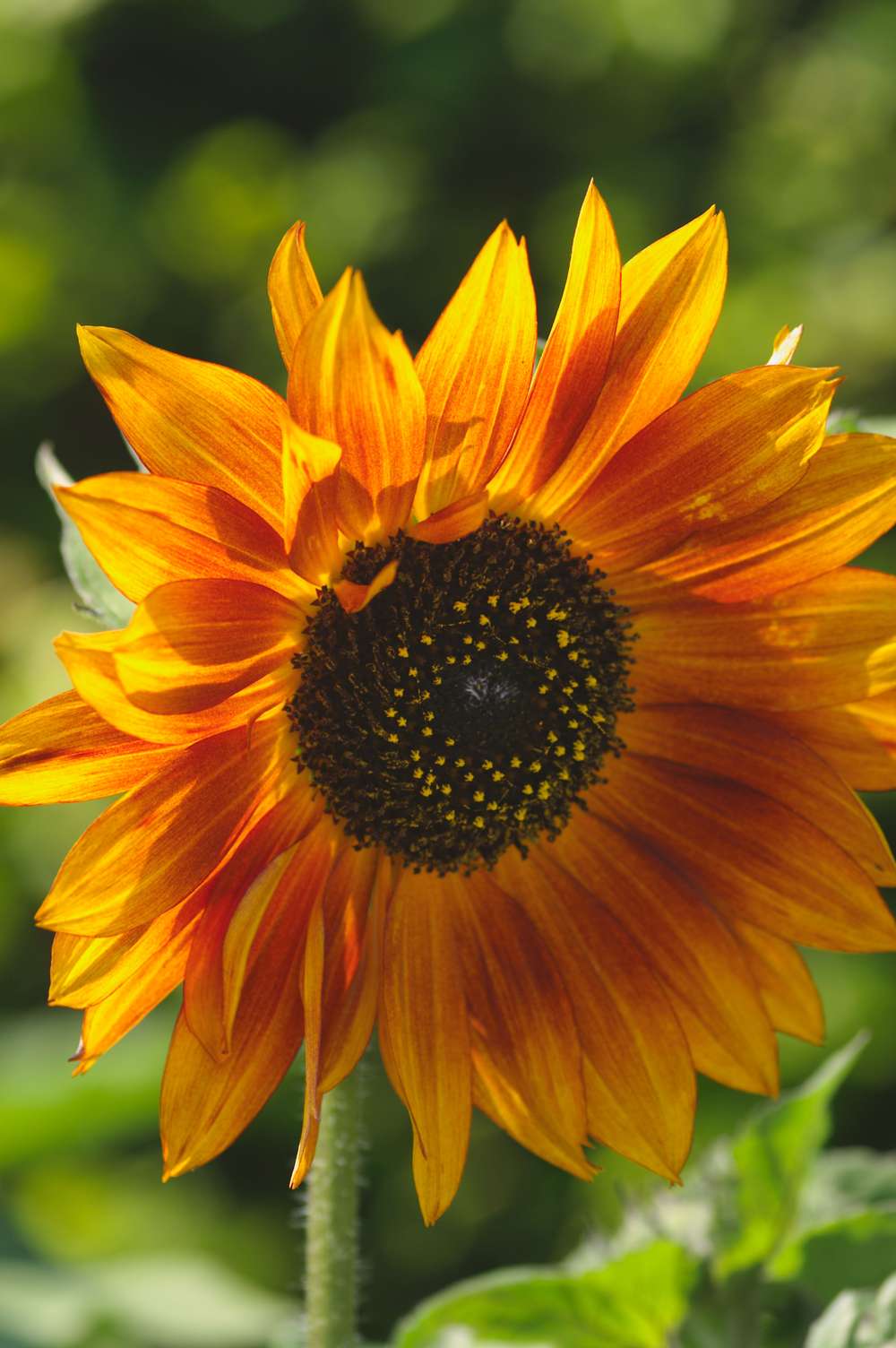 Solros 'Velvet Queen' (frö)